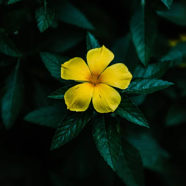 Крупним Планом Жовта Квітка Даміани Росте Серед Темно Зеленого Листя — стокове фото