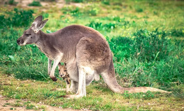 Young Kangaroo Pouch Its Mother — Stock Photo, Image