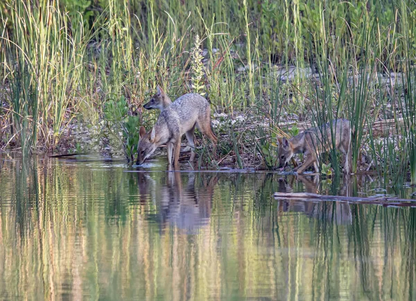 A pack of golden jackal drinking water from a calm river with reflections on the surface