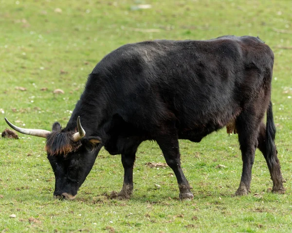 Yeşil Otlarla Kaplı Bir Arazide Otlayan Heck Sığırlarının Yakın Çekimi — Stok fotoğraf