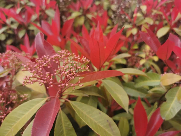 Eine Nahaufnahme Roter Photinia Blätter Einem Garten Vor Verschwommenem Hintergrund — Stockfoto