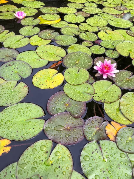 睡蓮を水面に咲かせます 密集して成長する睡蓮 葉の上の水滴 — ストック写真