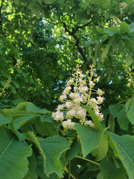 天気の良い日に公園内のバッキーの木の花の垂直ショット — ストック写真