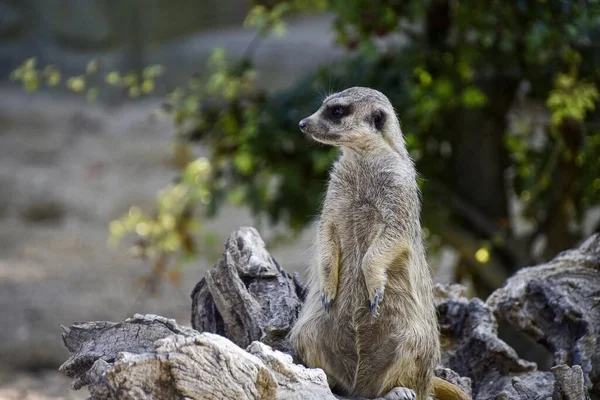 Meerkat Sekély Fókusza Áll Egy Fatörzsön Homályos Háttérrel — Stock Fotó