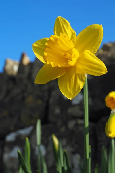 Ein Flacher Fokus Einer Leuchtend Gelben Trompetennarzisse Mit Blauem Himmel — Stockfoto