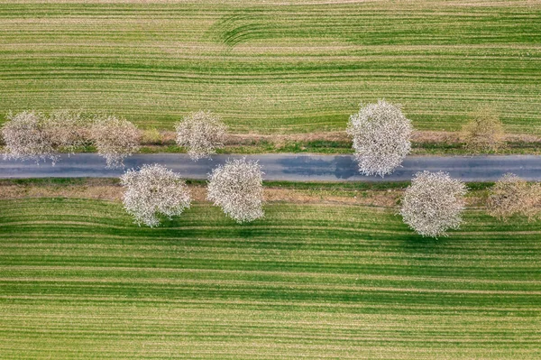 春天里 田野间长满树木的公路上的空中风景 — 图库照片