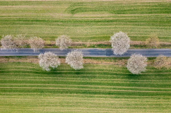 春には木々の畑の間の道路上の空中風景 — ストック写真