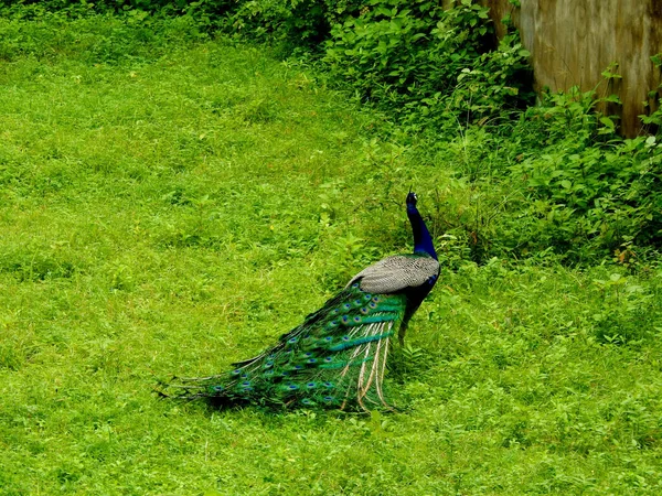 Pärla Naturen Indiens Nationalfågel — Stockfoto