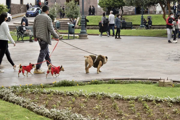 Ein Mann Geht Mit Seinen Hunden Auf Dem Regocijo Platz — Stockfoto