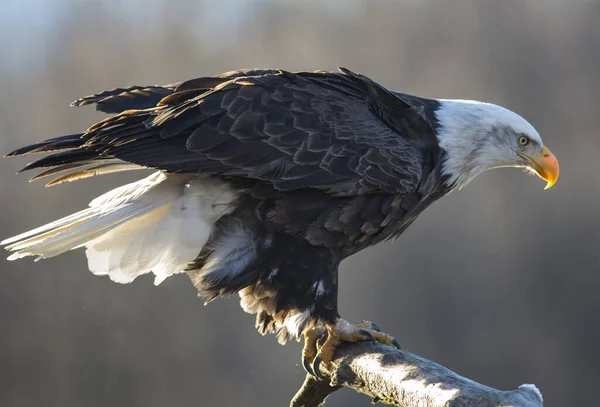 A closeup shot of Eagle landing