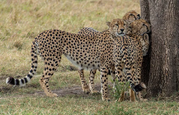 Bellissimo Ghepardo Che Cammina Nella Savana — Foto Stock