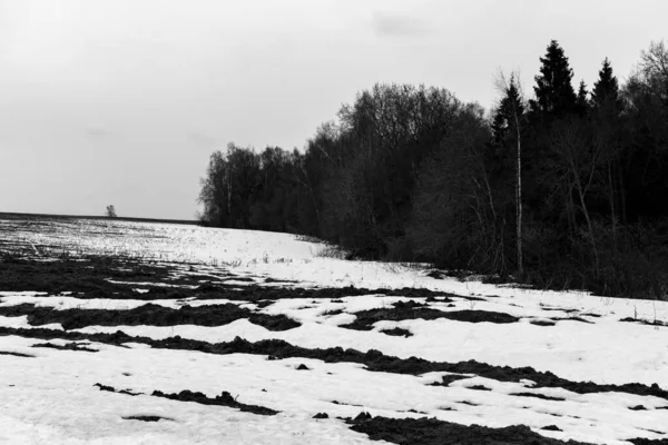 Graustufenaufnahme Einer Landschaft Mit Wald Und Verschneiten Wiesen Raum Moskau — Stockfoto