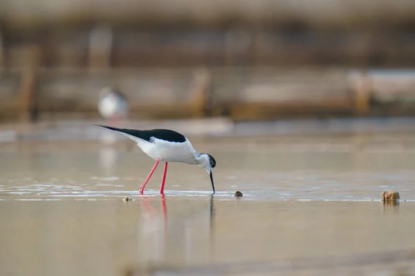 Птах Чорнокрилий Стенд Червоними Ногами Морі — стокове фото