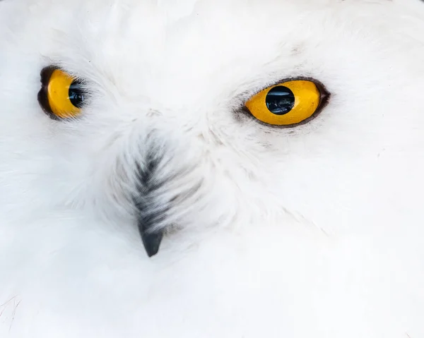 Gros Plan Une Chouette Blanche Aux Grands Yeux Jaunes Bec — Photo