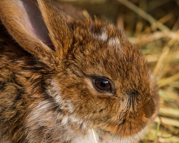 Closeup Portrait Cute Fluffy Brown Rabbit Sitting Dried Grass — Stock Photo, Image