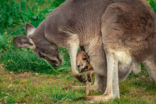 A young kangaroo inside the pouch of its mother