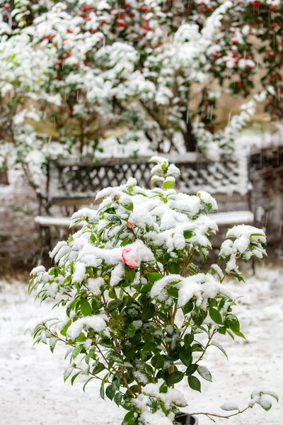 Karların Altındaki Kamelya Romantik Manzara — Stok fotoğraf