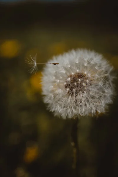 Vertical Shot Dandelion Blurry Background — 스톡 사진