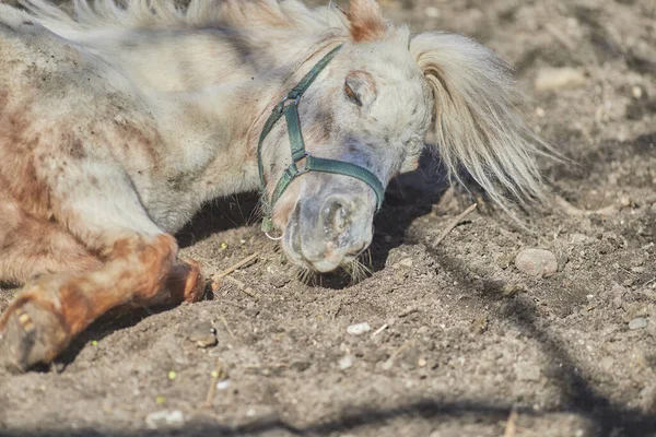 Nahaufnahme Eines Weißen Shetlandpony Pferdes Das Unter Der Sonne Liegt — Stockfoto