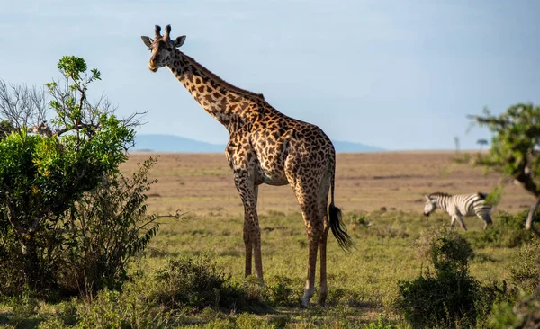 Uma Girafa Deserto Uma Zebra Fundo — Fotografia de Stock