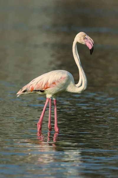 Ett Par Flamingos Grund Flod — Stockfoto