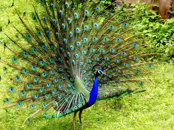 Een Pauw Dansen Natuur Nationale Vogel Van India — Stockfoto