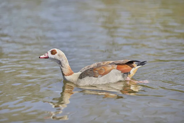 Beautiful Shot Egyptian Goose Swimming Lake Water — Stock Photo, Image