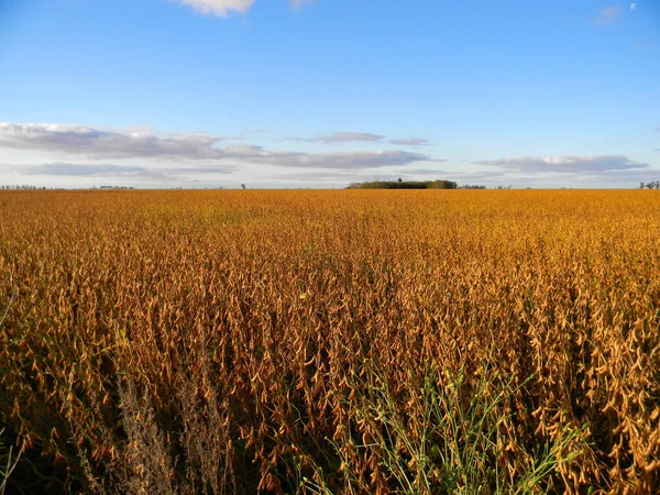 Ripe Soybeans Ready Harvest Argentine Countryside — Stock Photo, Image