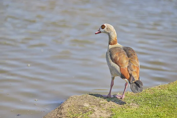 Een Selectieve Focusshot Van Een Nijlgans Die Het Gras Loopt — Stockfoto