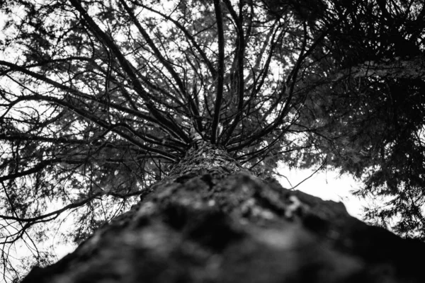 Ένα Γκρι Πλάνο Χαμηλής Γωνίας Μιας Παλιάς Υφής Φλοιού Δέντρου — Φωτογραφία Αρχείου