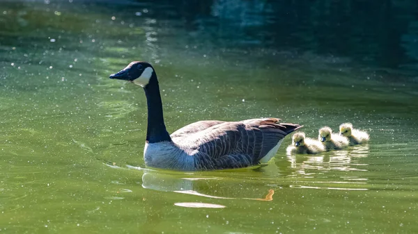 Ganso Canadá Com Pintos Nadando Lago — Fotografia de Stock