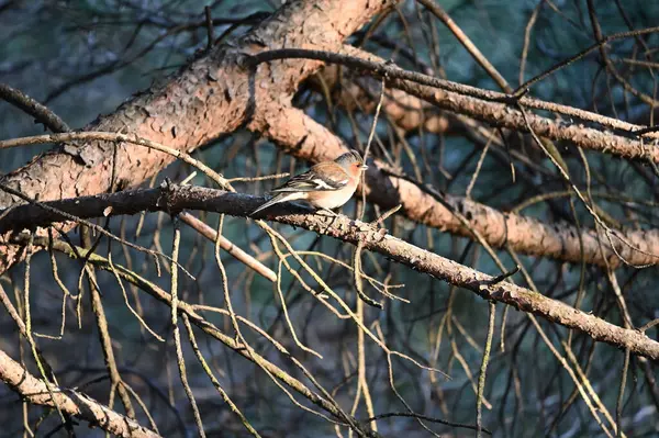Verdadeiros Tentilhões Aves Passeriformes Pequeno Médio Porte Família Fringillidae — Fotografia de Stock
