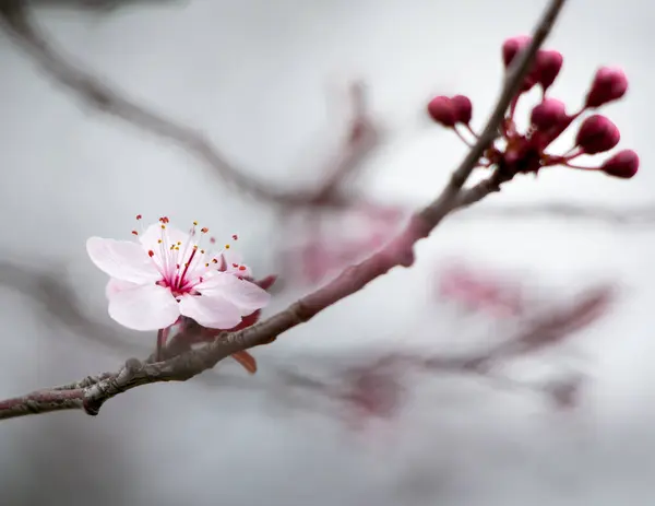 Een Closeup Shot Van Kers Bloesems Wazige Achtergrond — Stockfoto