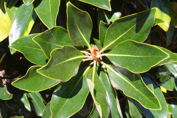 Een Close Shot Van Ficus Rubbery Bladeren — Stockfoto