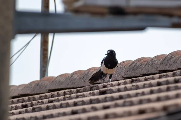 Beautiful Black White Eurasian Magpie Pica Pica Rare Crooked Beak — Stock Photo, Image