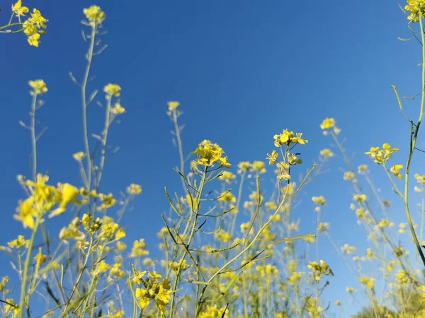 Scenic View Yellow Rapeseed Flowers Blue Sky Background Field — Stock Photo, Image