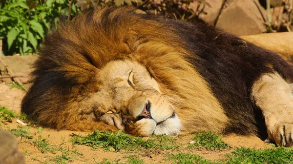在阳光下睡在地上的狮子的美丽照片 — 图库照片