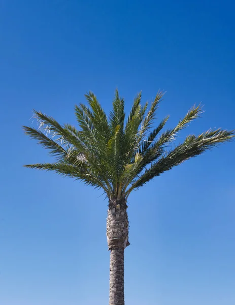 Vertikální Záběr Vysoké Palmy Proti Jasně Modré Obloze — Stock fotografie
