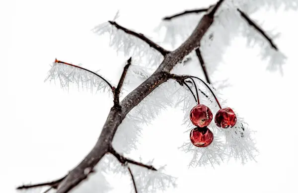 겨울에 열매를 얼어붙은 나뭇가지 — 스톡 사진