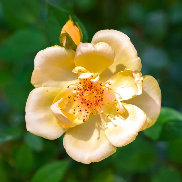 Sarı Bir Gülün Kalbi Güzel Bir Çiçeğin Makrosu — Stok fotoğraf