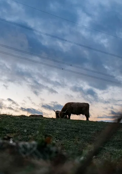 Gün Batımında Allgau Otlayan Skoç Bir Ineğin Dikey Görüntüsü — Stok fotoğraf