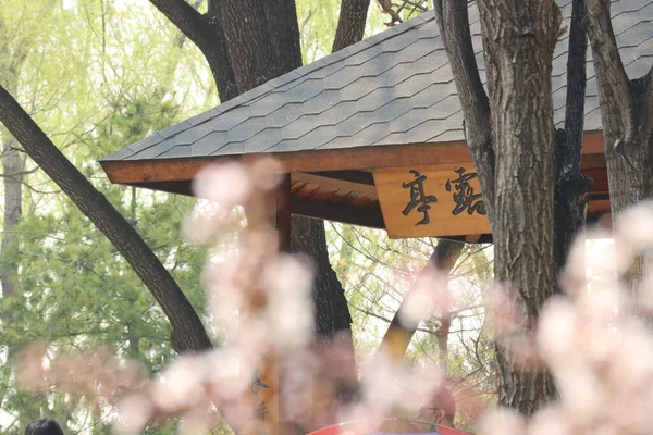 Ein Dach Chinesischen Stil Mit Hieroglyphen Mit Frühlingsblumen Vordergrund Einem — Stockfoto