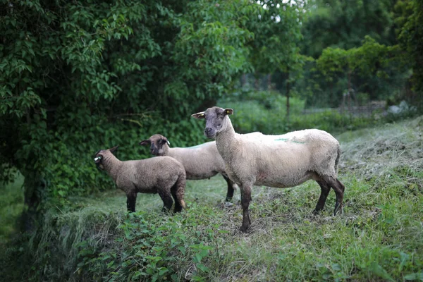 丘陵地に3頭の羊 — ストック写真