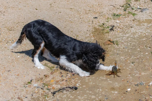 Süvari Bir Köpek Kral Charles Yengeçle Dövüşen Şirin Bir Köpek — Stok fotoğraf