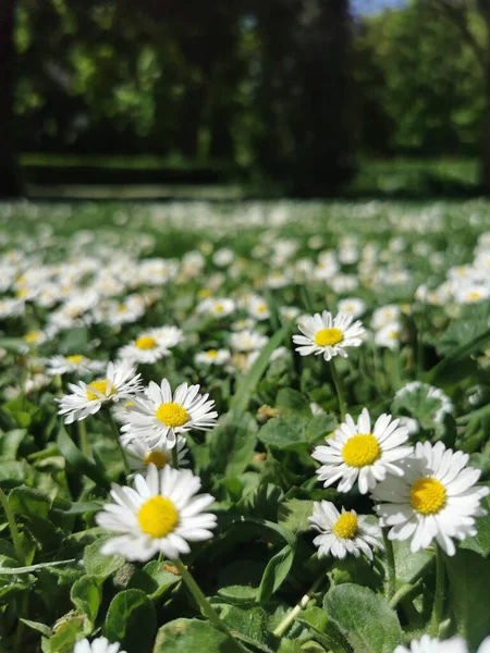 Vertical Shot Beautiful White Daisy Flowers Field Park — Stock Photo, Image