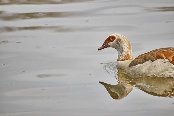Selective Focus Shot Nile Goose Floating Water — Stock Photo, Image