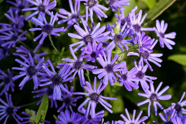 Zbliżenie Niebieskie Drewno Aster Lub Symphyotrichum Cordifolium Purpurowe Kwiaty Ogrodzie — Zdjęcie stockowe