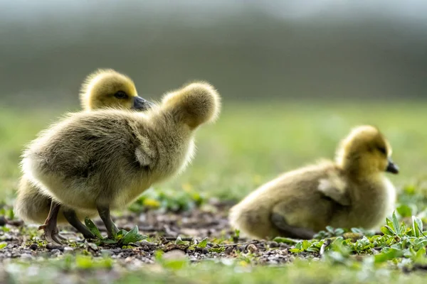 Gli Adorabili Goslings Che Giocano Riposano Nel Parco — Foto Stock