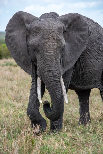 Ein Großer Afrikanischer Elefant Steht Auf Dem Feld — Stockfoto
