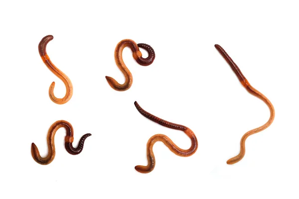 Brown Earthworms Isolated White Background — Stock Photo, Image